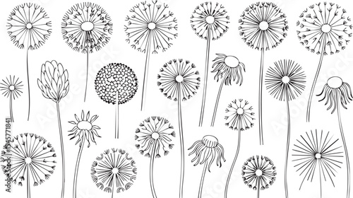 Collection of dandelion and flower line art illustrations
