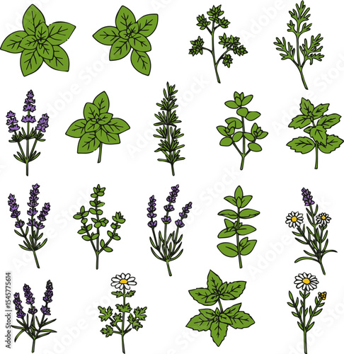 Create a kinds of deferent Herbs vector art with white background.