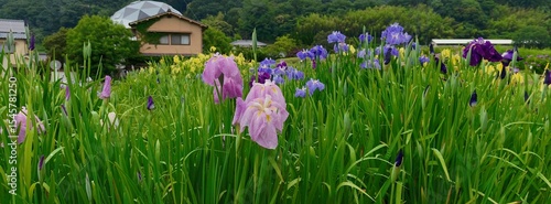 June 22 2025, Matsuyama, Ehime, Japan - A field of Japanese irises (hanashobu) blooms in a rural landscape with a unique house in the background.