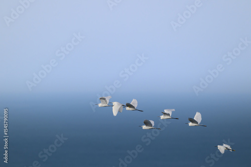 Photography Small Flock of White Egrets Soaring Over Blue Ocean Horizon – Minimalist Wildlif