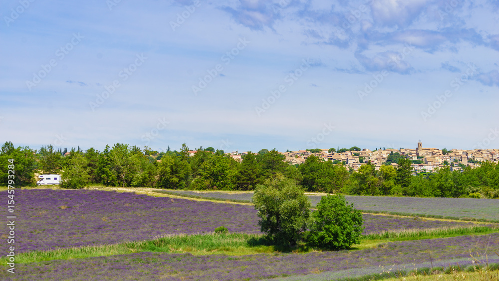 Fototapeta premium Summer view with lavender fields and Puimoisson village on horizon, France