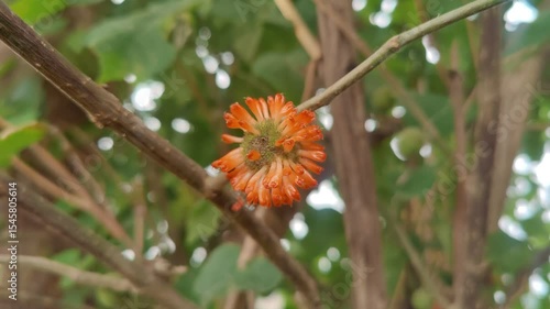 The Broussonetia papyrifera or the Paper mulberry seedheads on a tree
