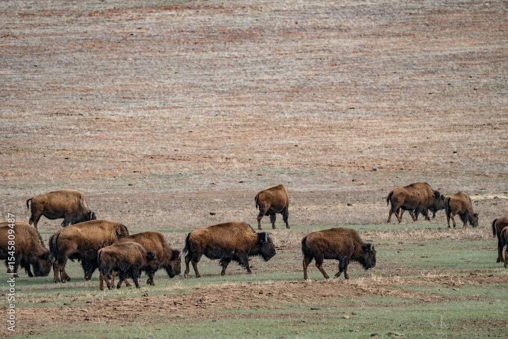 Fototapeta premium American bison, American buffalo, or simply buffalo (not to be confused with true buffalo), is a species of bison that is endemic (or native) to North America. Zion Mountain Ranch, Utah 
