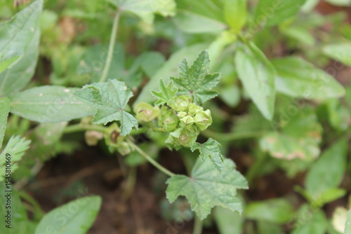 Malva parviflora, Cheeseweed or small mallow green plant, seeds and flowers 