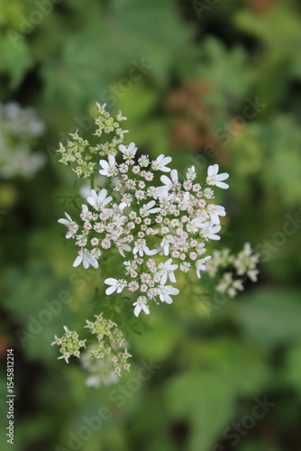 Wallpaper Mural Coriander, cilantro, Flat-leaved parsley or the dhania plant  Torontodigital.ca