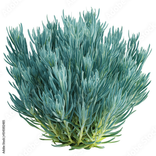 Lush Blue Chalksticks Plant, Isolated on White