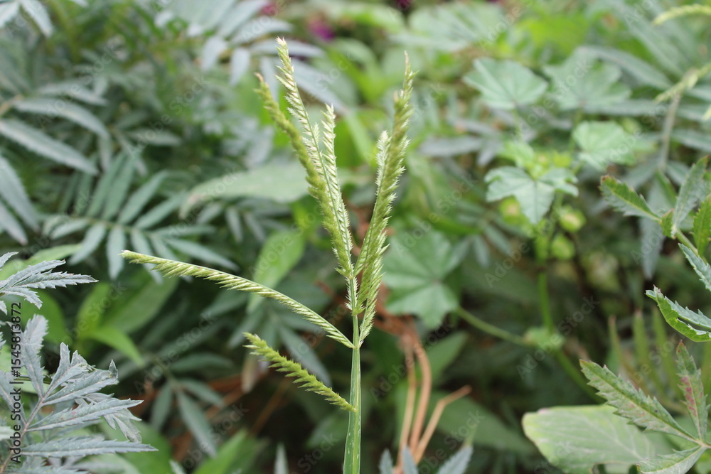 Eleusine indica, Yard Grass or the Goose Grass Eleusine indica, Yard Grass or the Goose Grass