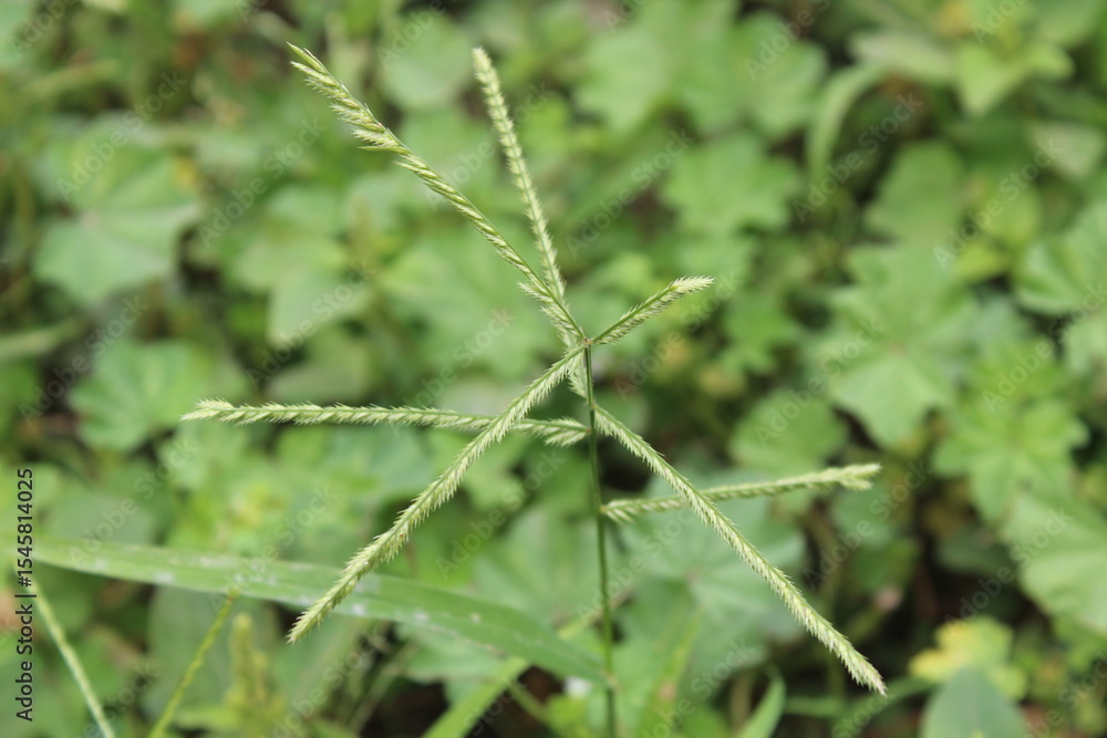 Eleusine indica, Yard Grass or the Goose Grass Eleusine indica, Yard Grass or the Goose Grass