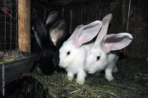 Wallpaper Mural Young cute white, black bunnies in an open cage. The floor is layered with hay and visible waste.
 Torontodigital.ca