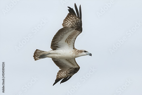 A juvenile White-bellied Sea Eagle soars through the air, wings outstretched, displaying its brown and white plumage against a pale sky.