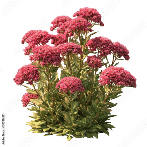 Lush Sedum Herbstfreude (Autumn Joy) Pink Flower
