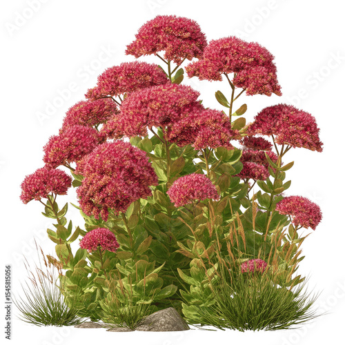Lush Sedum Autumn Joy Flowerbed - Vibrant Pink