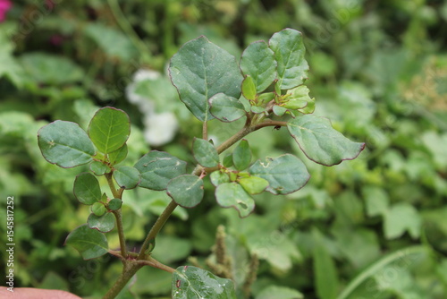 Trianthema portulacastrum, desert horsepurslane or black pigweed green plant 