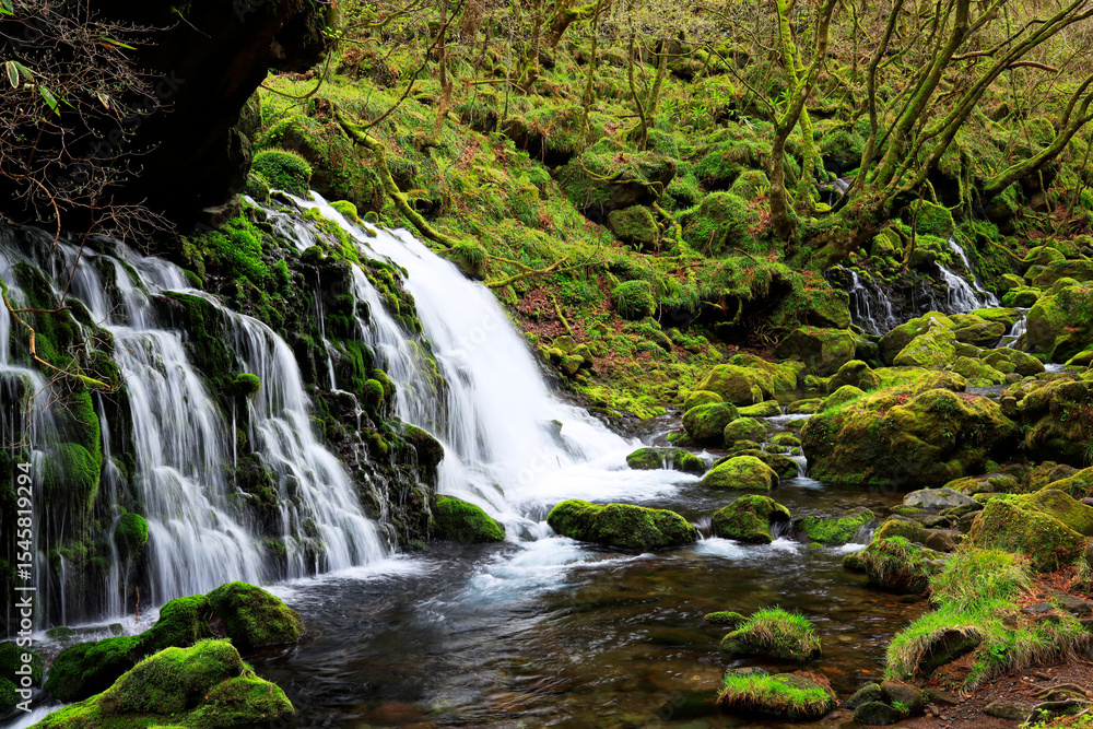 Obraz premium 清らかな湧水