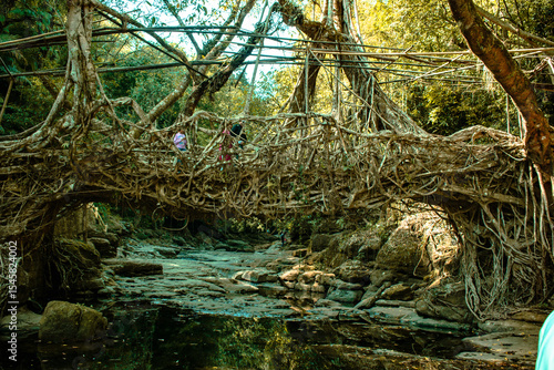 natural roots brigde in meghalaya