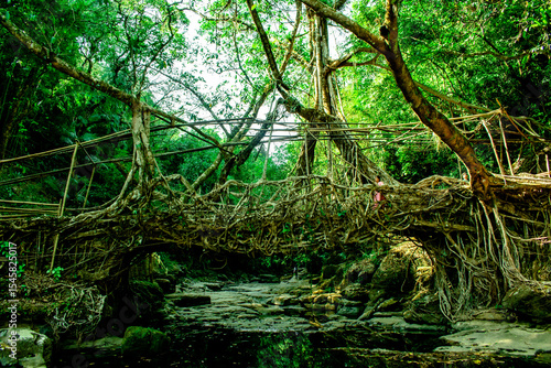 Tableau sur toile natural roots brigde in meghalaya