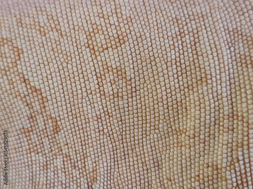 Macro and close up photography skin of white iguana
skin tone are very beautiful ni nature. ethnic, texture, native .