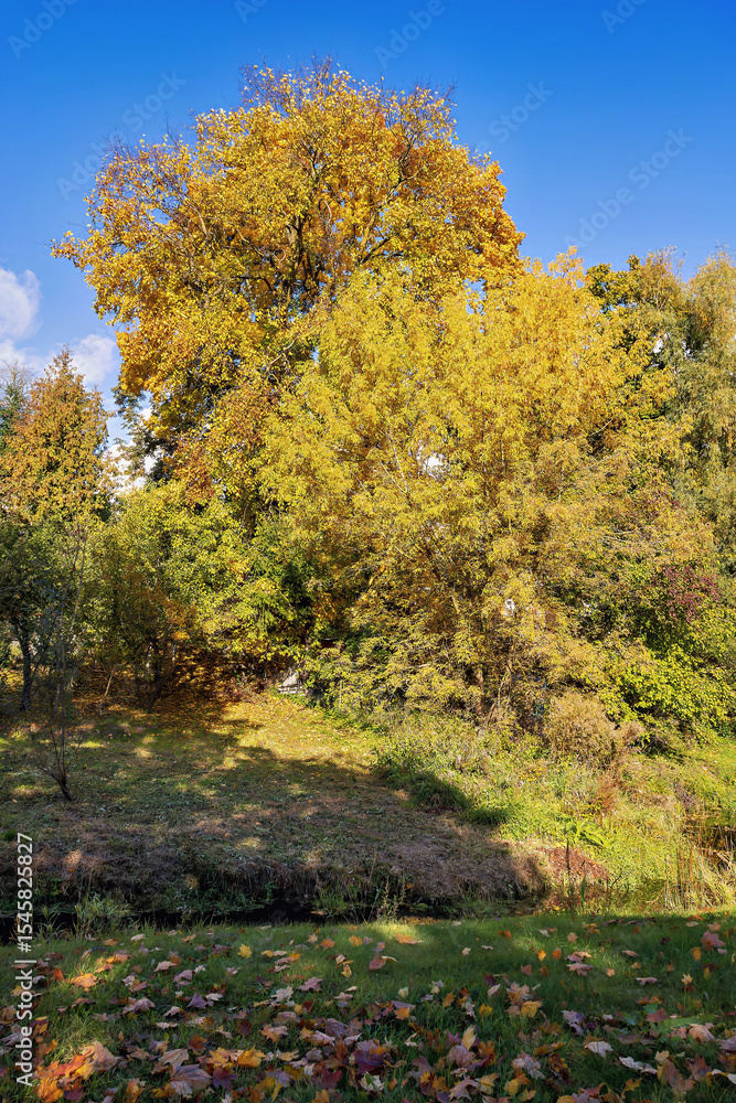 Fototapeta premium Autumn foliage in a peaceful landscape on a sunny October day.