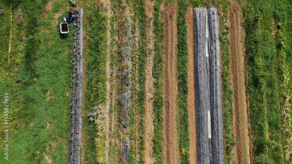 Fototapeta premium Aerial View of an Agricultural Field Featuring Rows of Various Crops and Patches of Greenery Creating a Unique and Patterned Landscape from Above