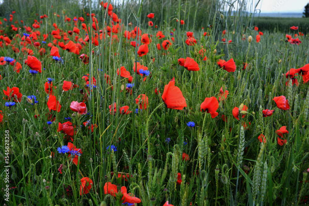 Fototapeta premium Meadow with beautiful bright red poppy flowers in spring