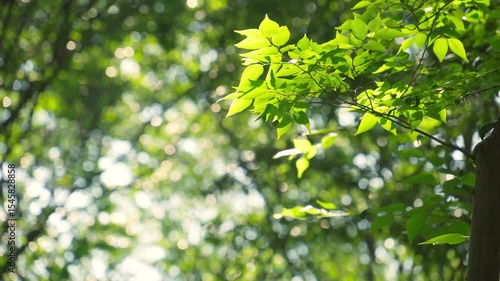 初夏の太陽の光を浴びて輝く緑の葉とキラキラ光る背景。鳥の鳴き声の音あり