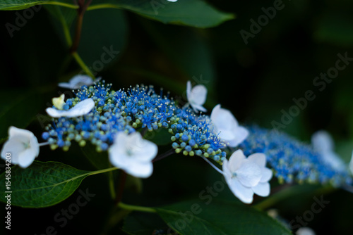 飛鳥の小径：紫陽花