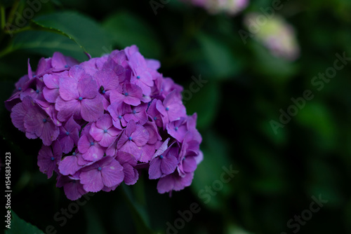 飛鳥の小径：紫陽花