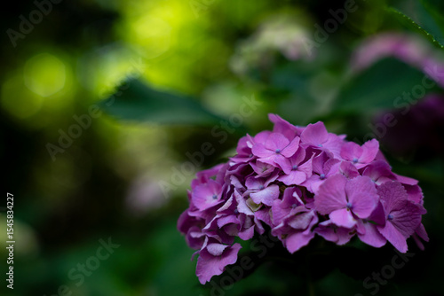 飛鳥の小径：紫陽花