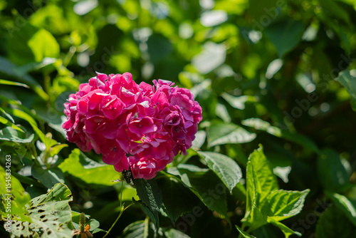 飛鳥の小径：紫陽花