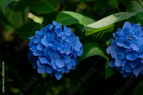 飛鳥の小径：紫陽花