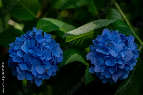紫陽花：飛鳥の小径