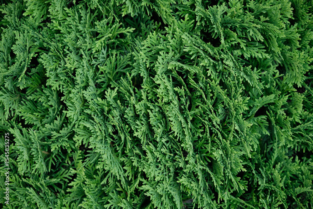 Western thuja, needles, leaves close-up macro Western thuja, needles, leaves close-up macro
