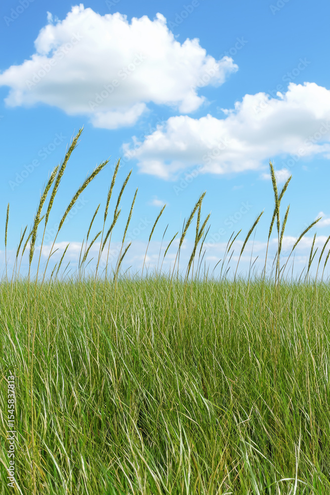 Fototapeta premium Lush green grass sways gently under bright blue sky with fluffy clouds, creating serene and peaceful landscape