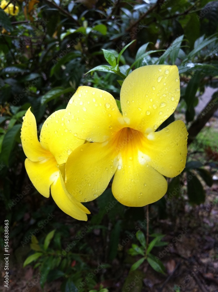 Fototapeta premium Bright Yellow Allamanda Flowers with Raindrops