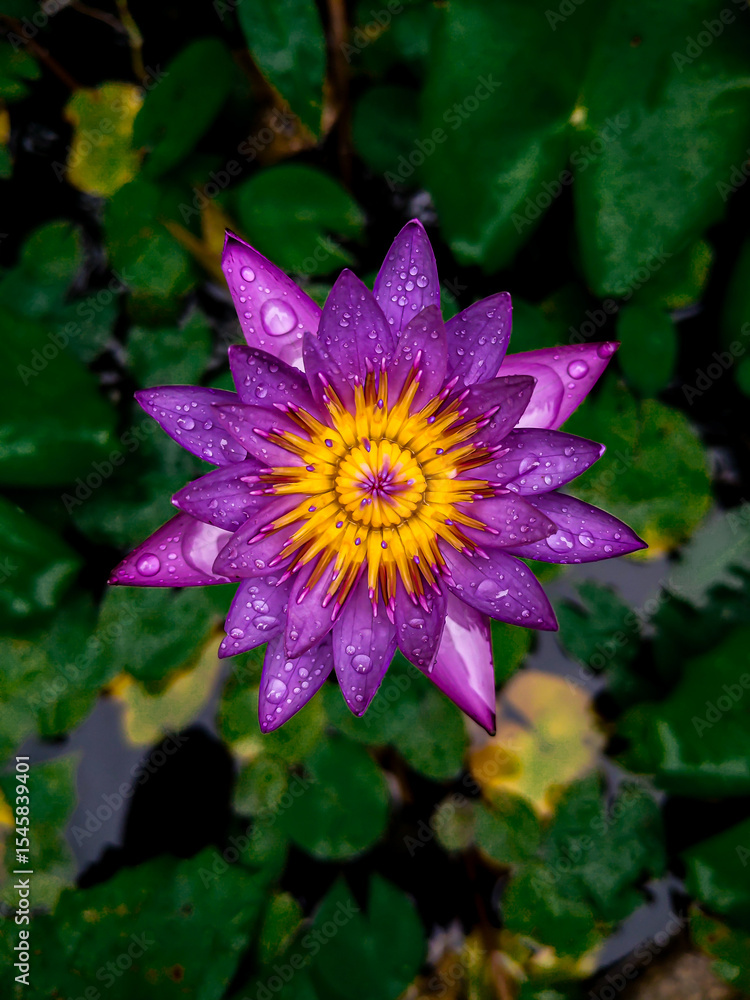 pink lotus flower pink lotus flower