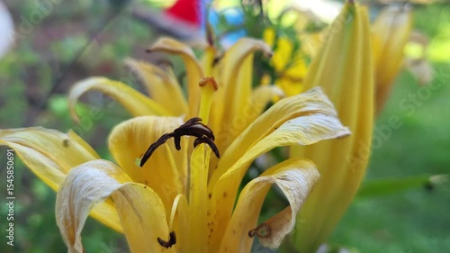 yellow lily flower