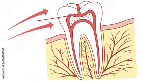 Tooth with Root and Crown – Vector Illustration