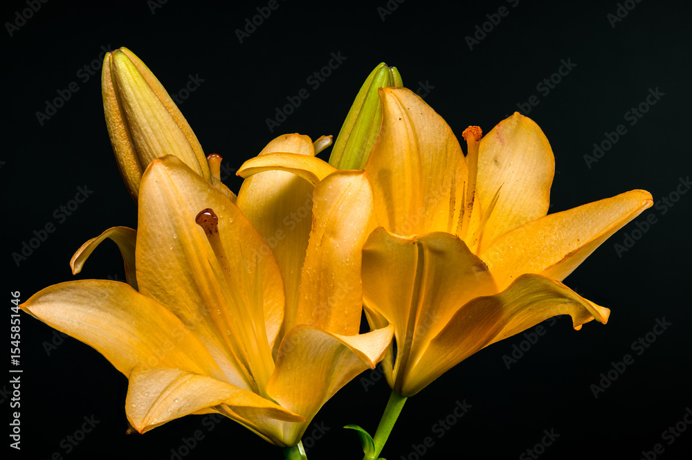 Obraz premium Bright Yellow Lilies and Buds on a Dark Background