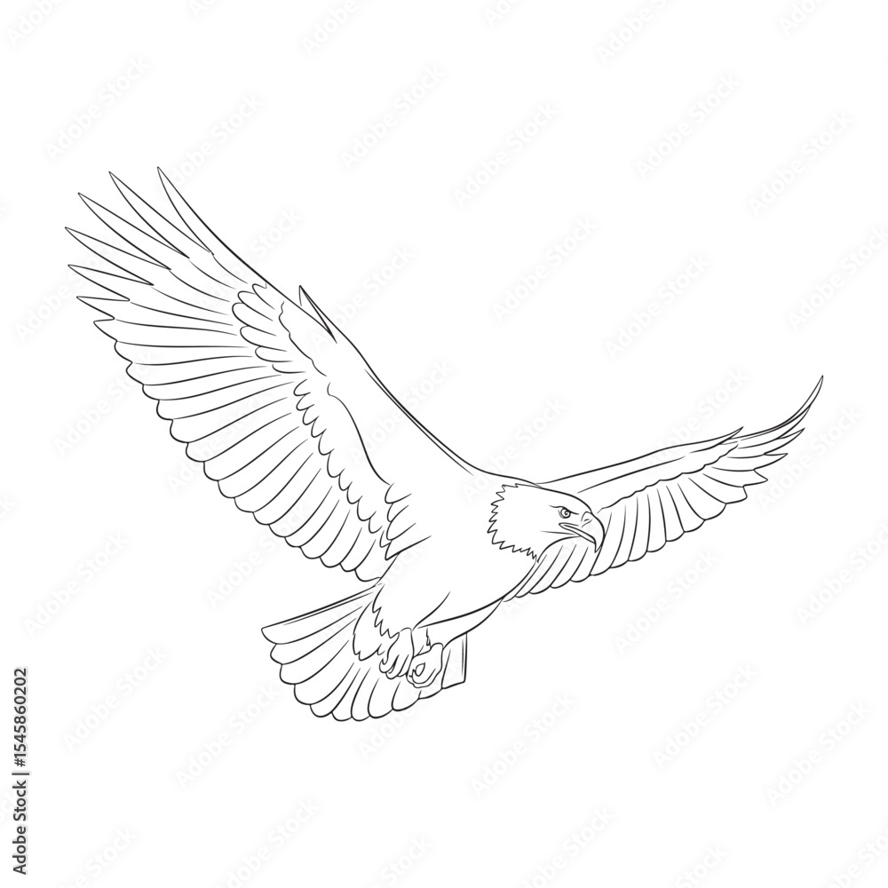 Obraz premium Line Drawing Bald Eagle in Flight Wings Spread bird