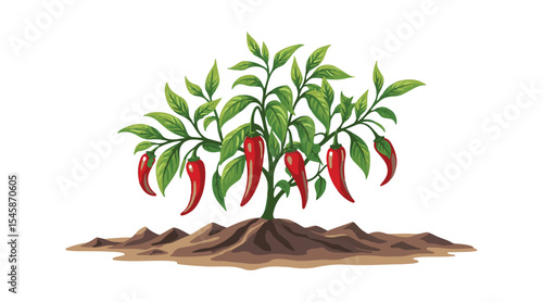 Illustration of a chili pepper plant featuring ripe fruits, growing in the earth, isolated on a white backdrop.

