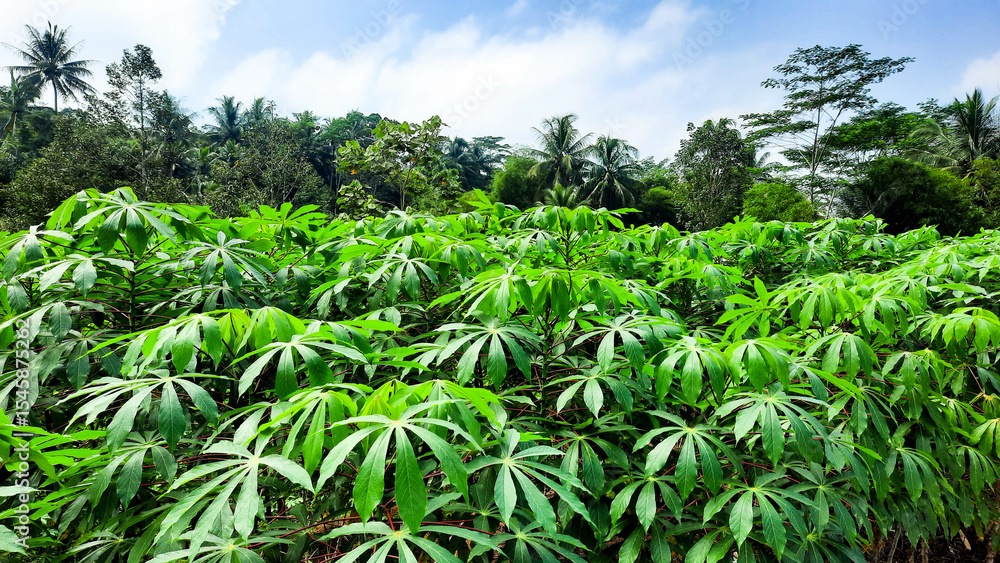 view of cassava plantation and trees in a small village in Magelang view of cassava plantation and trees in a small village in Magelang