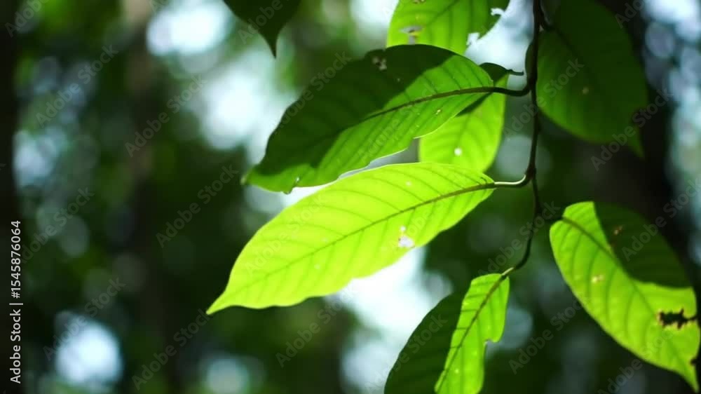 Lush Green Leaves Sunlight Dappled Forest Canopy Sunlight Lush Green Leaves Sunlight Dappled Forest Canopy Sunlight