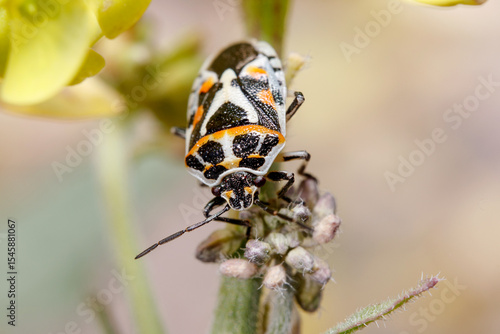 Eurydema ornata shield bug climbing a twig on a sunny day