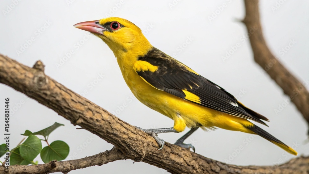 Obraz premium Golden Oriole on studio background