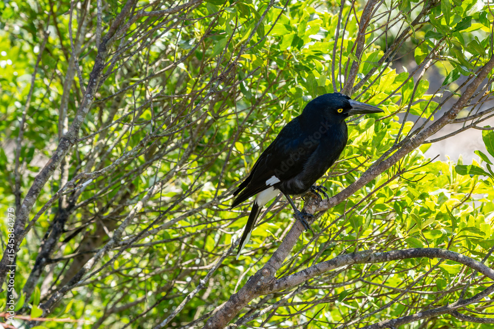 Fototapeta premium Pied currawong