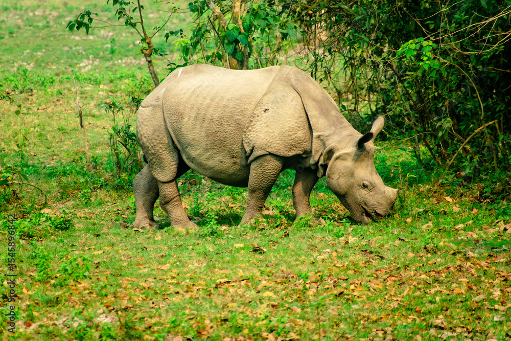 Obraz premium rhino in the grass