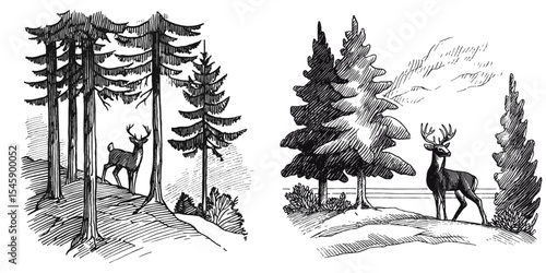 Hand-drawn Illustration of Deer in Woodland Landscape Scene