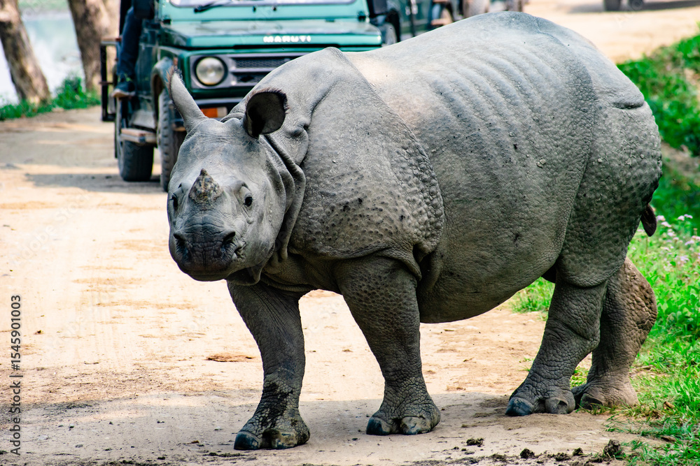 Naklejka premium rhino in the forest