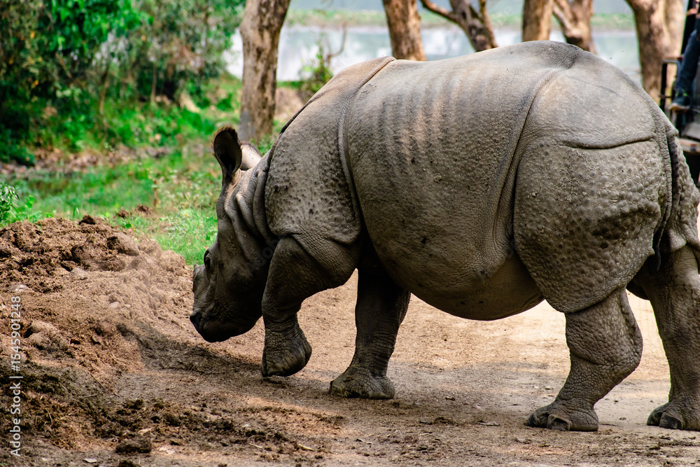 Fototapeta premium rhino in the wild