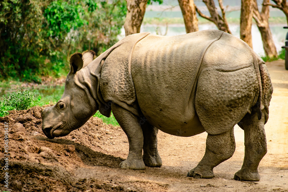 Fototapeta premium rhino in the wild